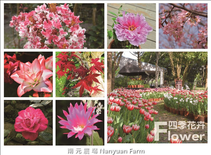 【台南】南元休閒農場 四季花卉