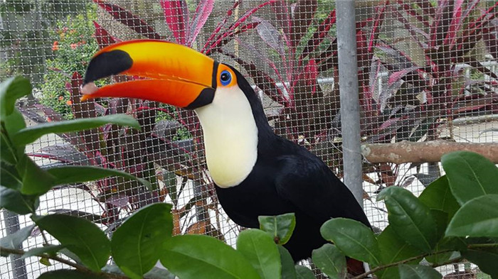 【台南】南元休閒農場 大嘴鳥