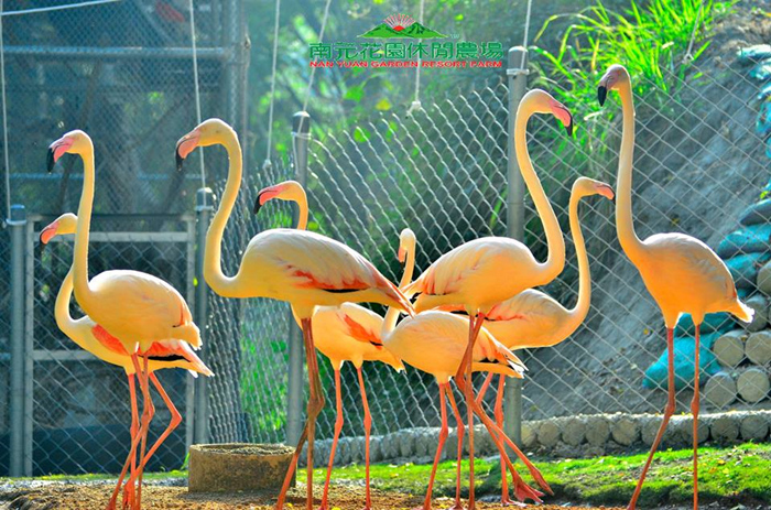 【台南】南元休閒農場 生態保育鳥園