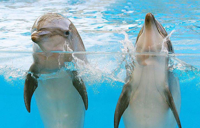 花蓮遠雄海洋公園 海豚