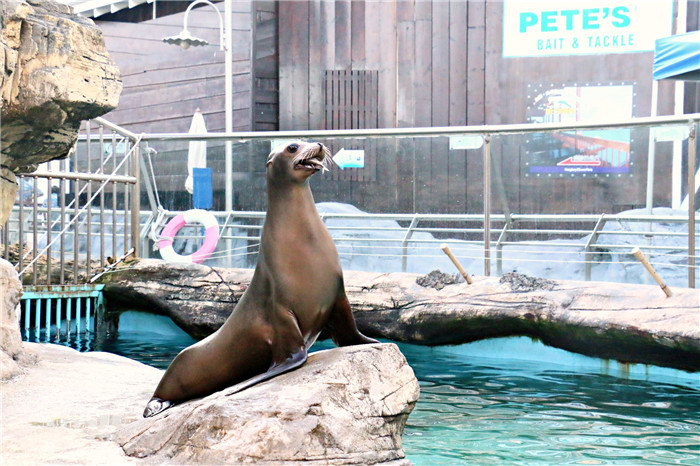 花蓮 遠雄海洋公園 海獅