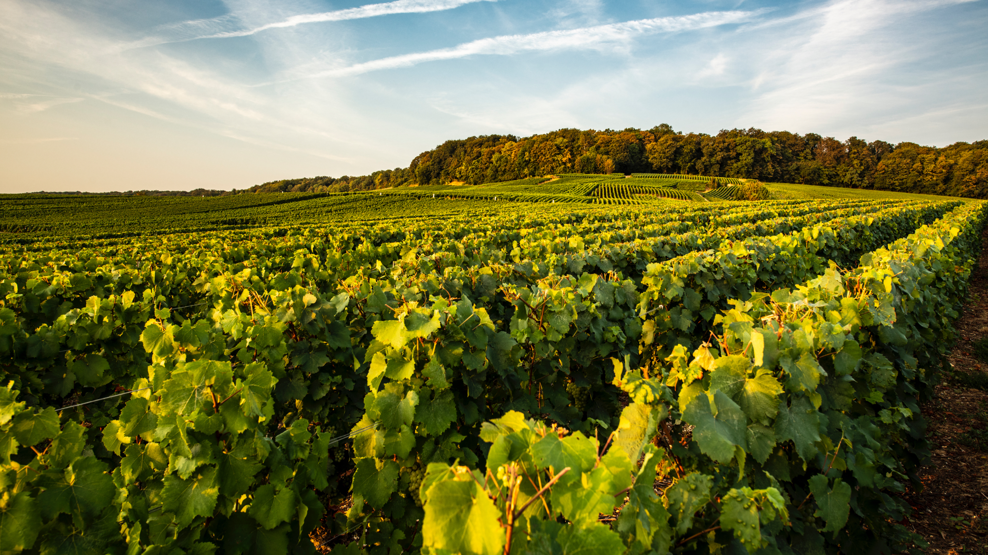 The Laurent Perrier vine