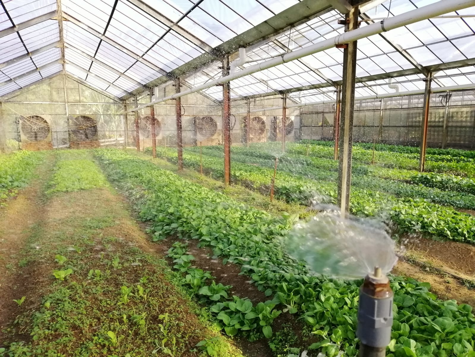 Greenhouse Area 參觀種植棚