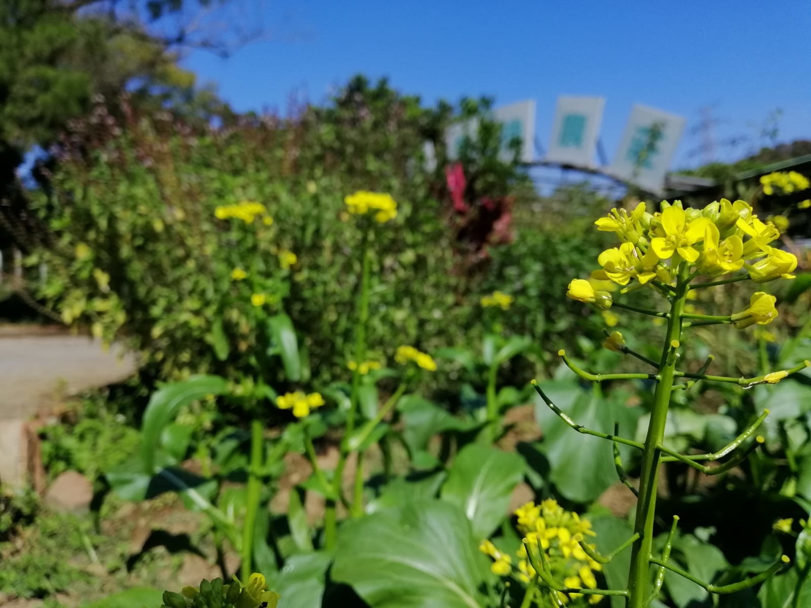 Free Visit 免費參觀