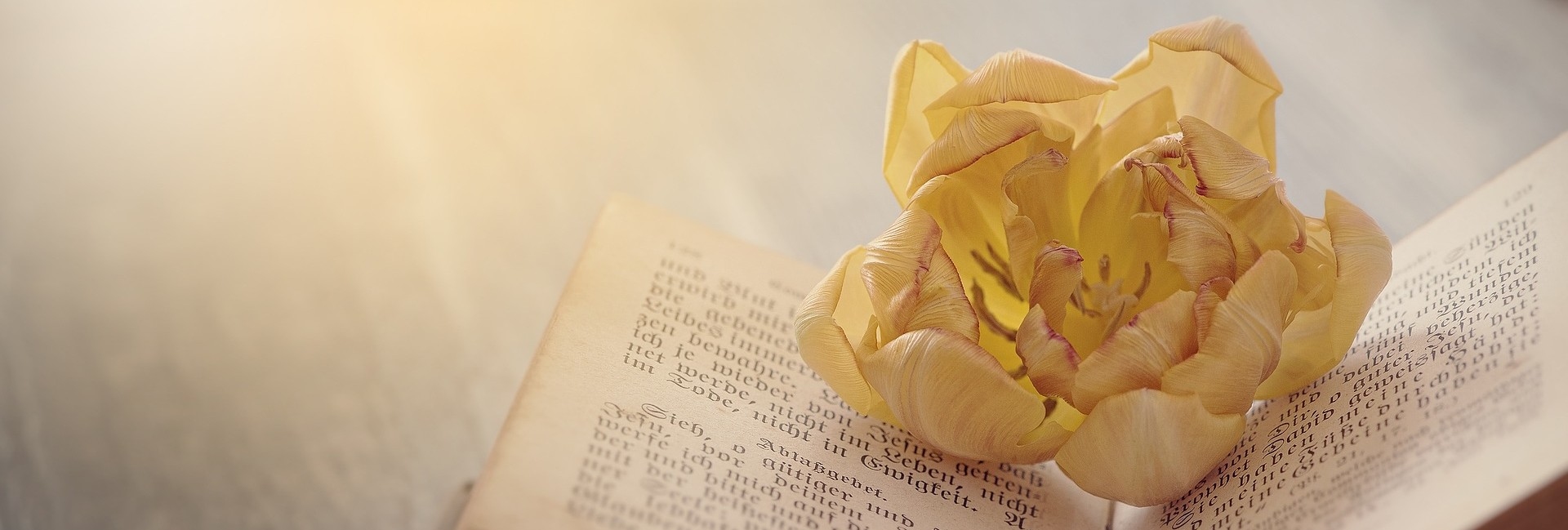 巴赫花精認證課巴哈花精