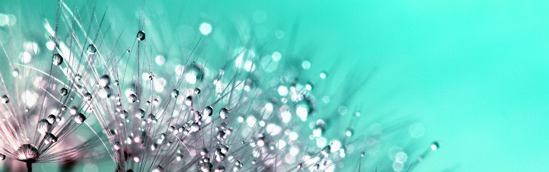 花精諮詢服務預約