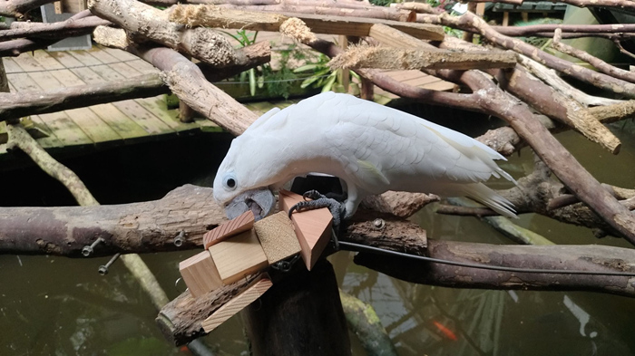 綠世界生態農場 鸚鵡