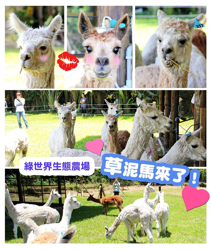 綠世界生態農場 草泥馬來了