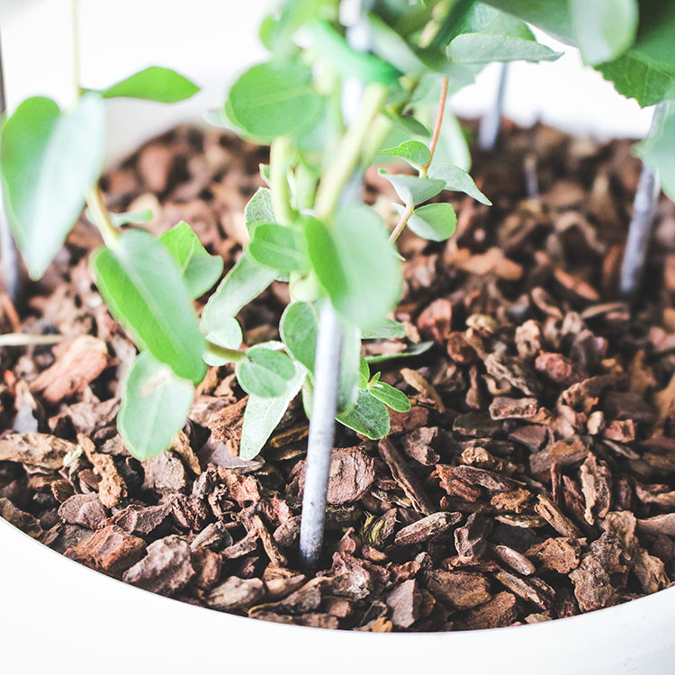 天然樹皮2號 鋪土表用 香草植物 香料植物 泡茶植物 防蚊植物 防蟲植物