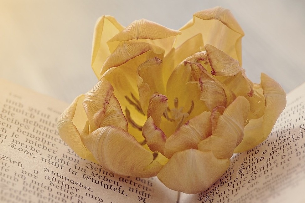 巴赫花精國際認證課