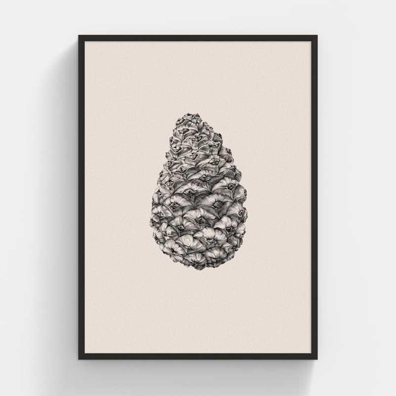 李茜〈松果──Pinustabulaeformis 油松〉限量版畫