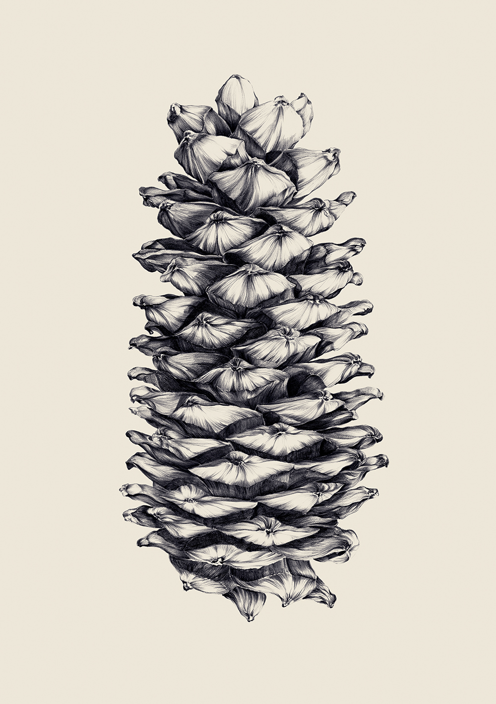 李茜〈松果──Pinusarmandii 華山松〉限量版畫