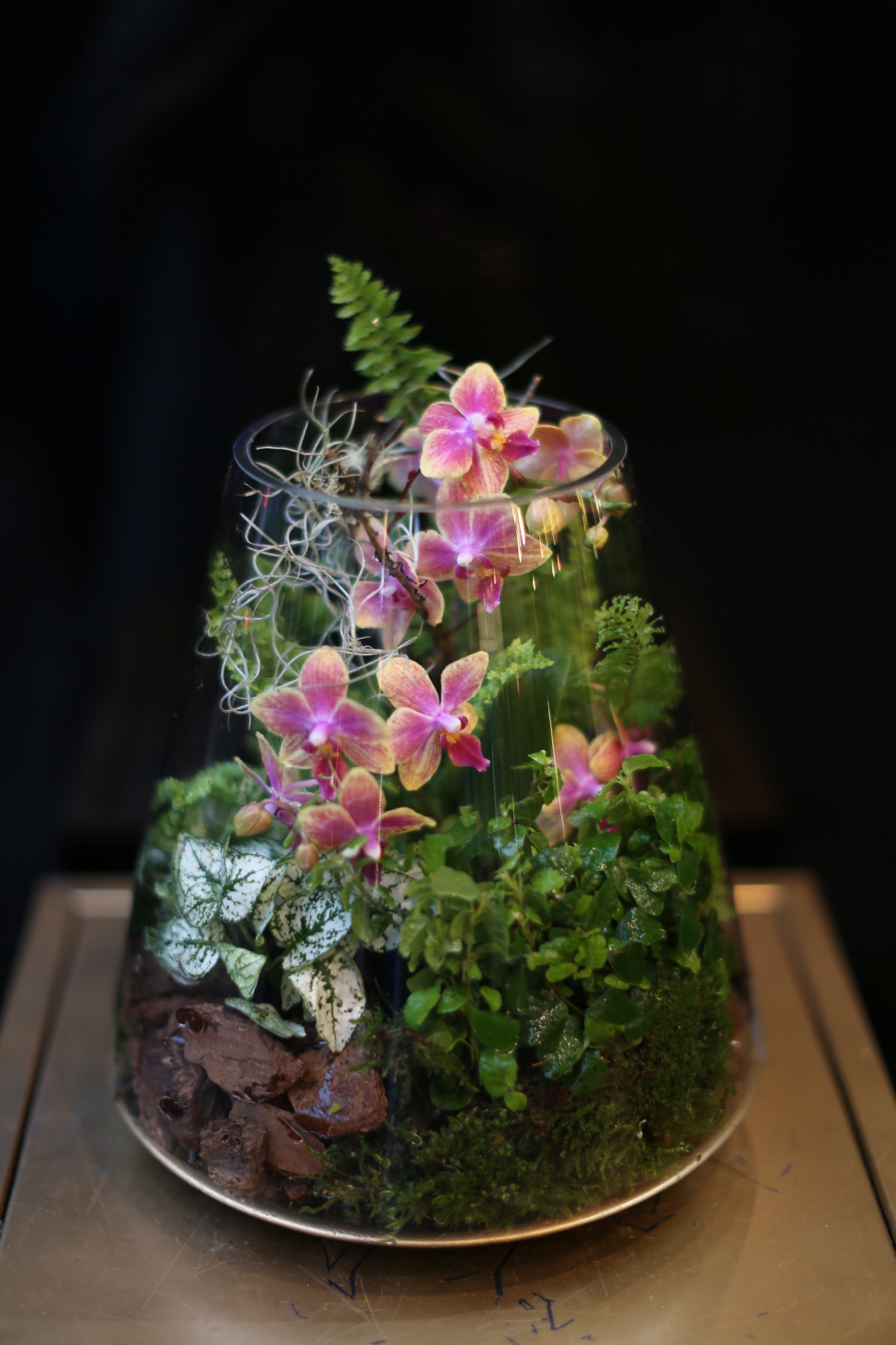 迷你蝴蝶蘭生態瓶 - 妃色