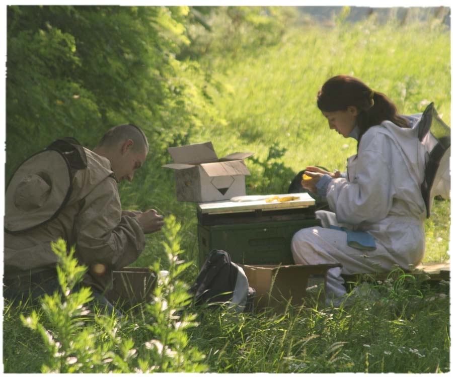 Fulmer,honey,hungary honey,cut comb,honeycomb,蜜糖,蜂蜜,蜂巢蜜,匈牙利蜂蜜,抗菌,消炎,natural ponti,ponti,ponti trading