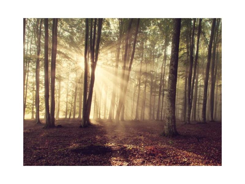 牛樟芝長於台灣山上