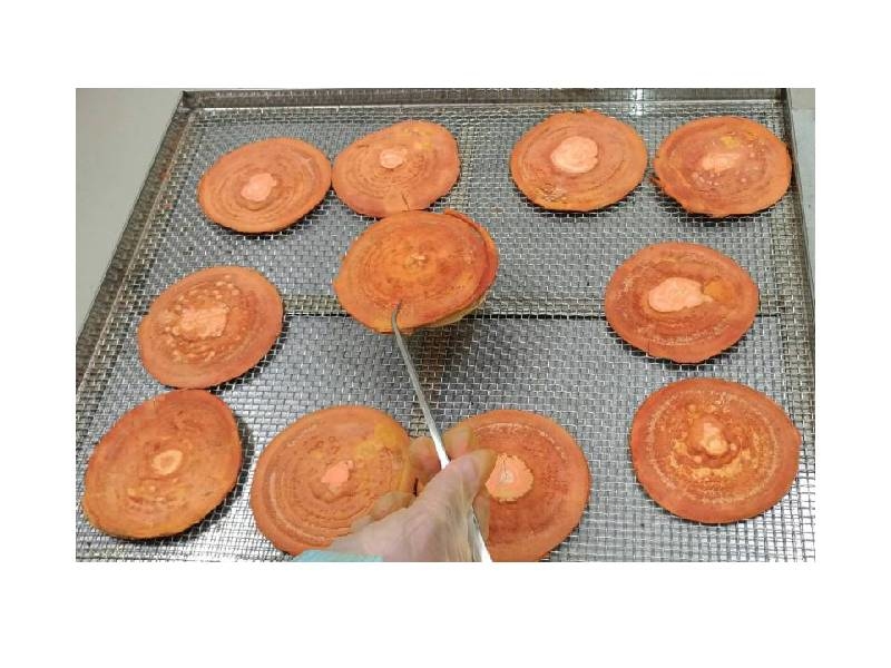 牛樟芝含豐富三萜類