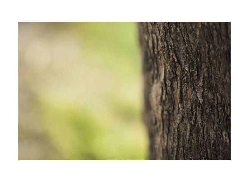 牛樟芝野生、椴木與固態培養取得