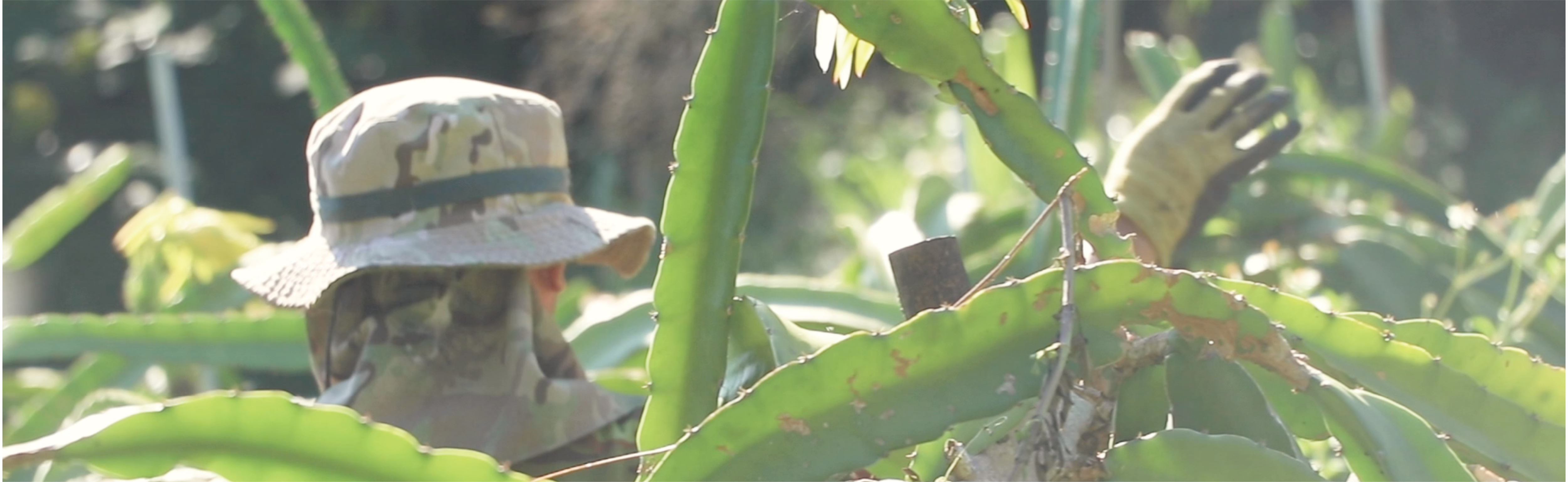 自然農法並不是一條輕鬆的路，但也不是一件痛苦的事。「知道自己的東西是無毒的，最後交到客人手中，小農的任務就完成了」