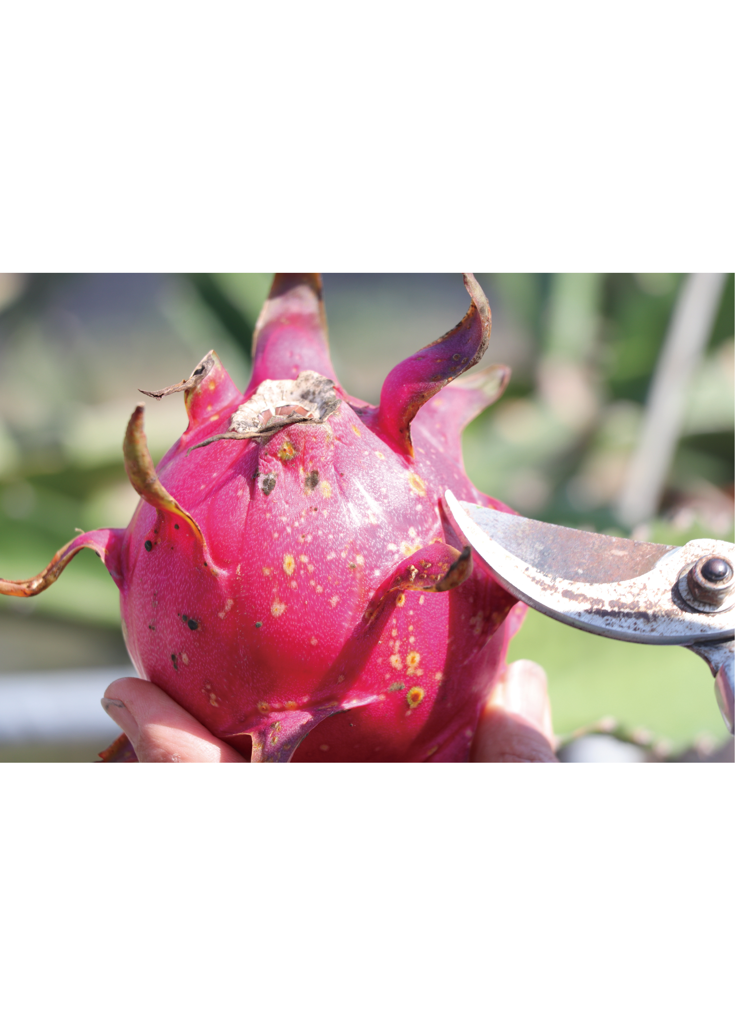 火龍果是怕太陽的水果，一旦在毒辣的太陽下曝曬，便會長斑。像人長雀斑一樣，水果也會有「曬斑」。