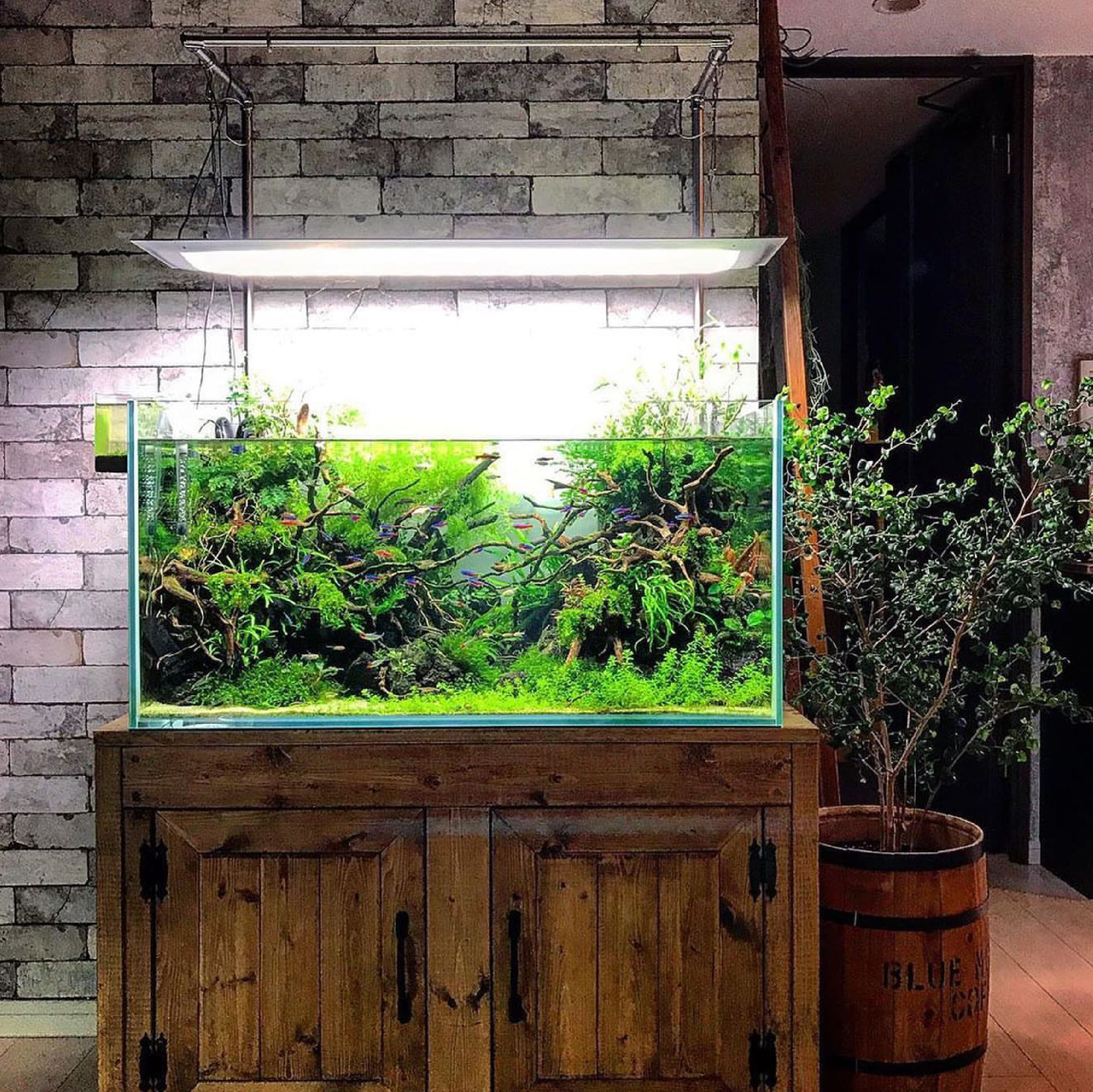 ONF｜FLAT ONE- the smart led aquarium aquarium lighting