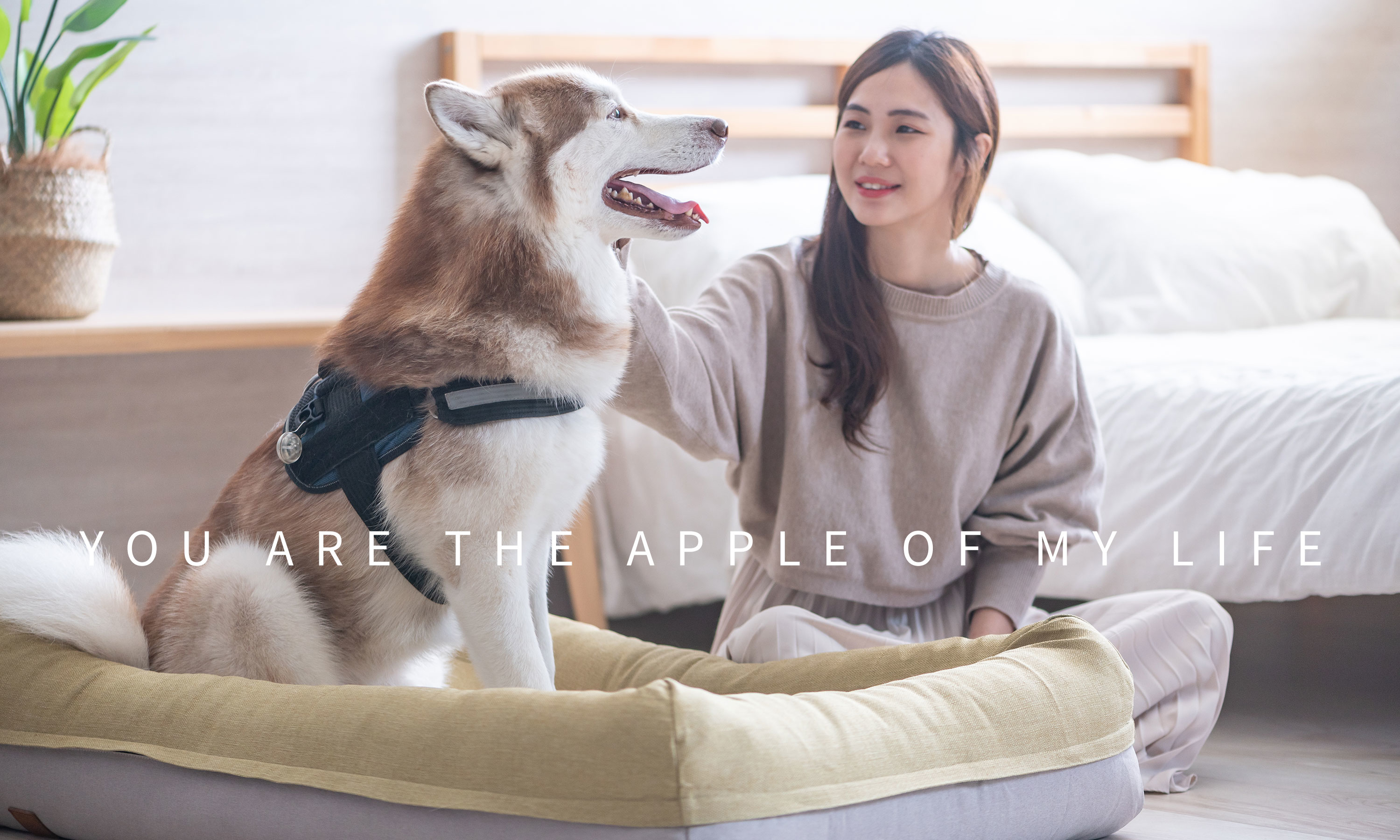 LIFEAPP寵物緩壓睡墊