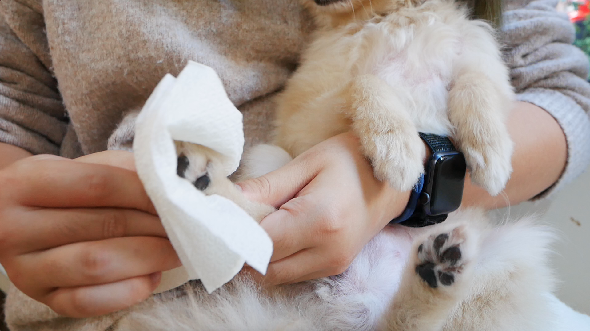 於毛小孩需清潔部位輕輕擦拭、順梳