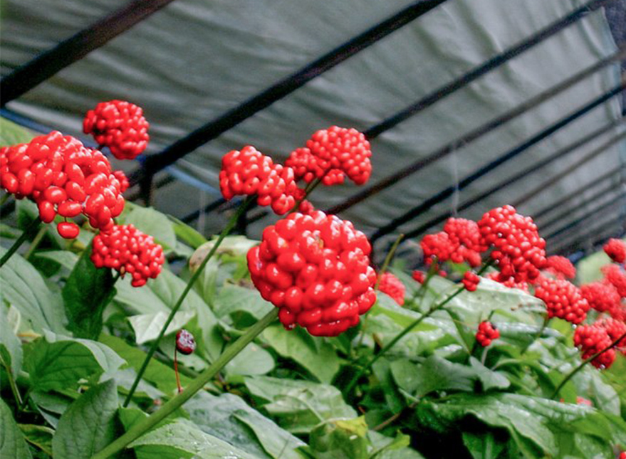 千年秀作,人參,人參果實,人參種子,韓國人參,人參皂苷,皂素,換個角度,韓國,養身食品,養身,健康,韓國禮盒,補品,安瓶,濃縮,人蔘茶,韓國茶,人蔘萃取,活力飲,香皂,禮盒,禮品,送禮,韓國