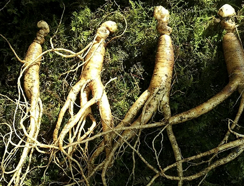 千年秀作,人參,人參果實,人參種子,韓國人參,人參皂苷,皂素,換個角度,韓國,養身食品,養身,健康,韓國禮盒,補品,安瓶,濃縮,人蔘茶,韓國茶,人蔘萃取,活力飲,香皂,禮盒,禮品,送禮,韓國