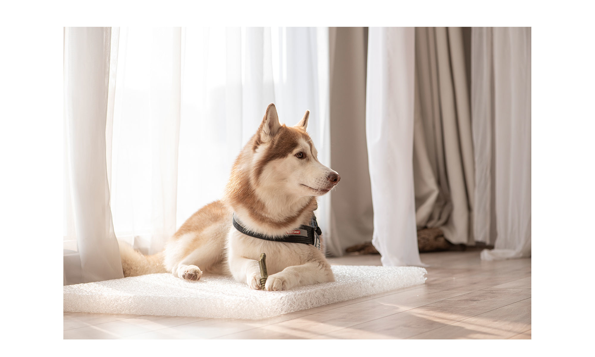 LIFEAPP-YOU ARE THE APPLE OF MY LIFE