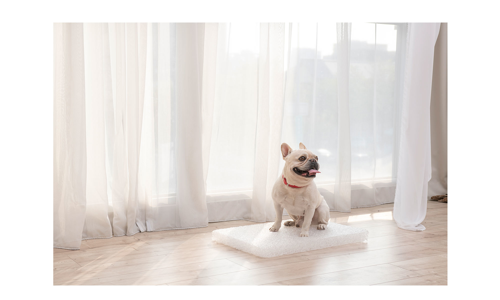 LIFEAPP守護毛孩睡眠與生活品質