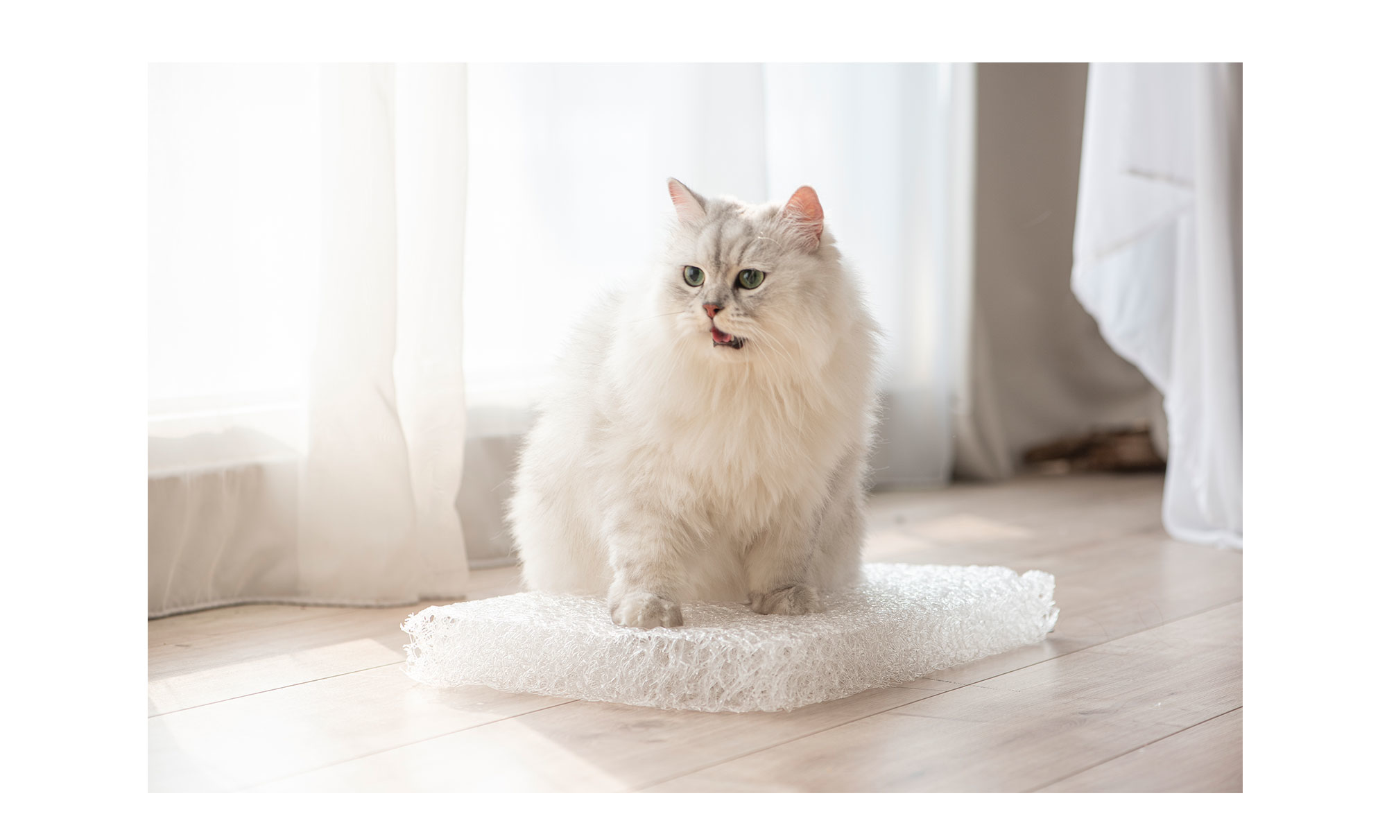 LIFEAPP打造毛孩專屬舒適空間