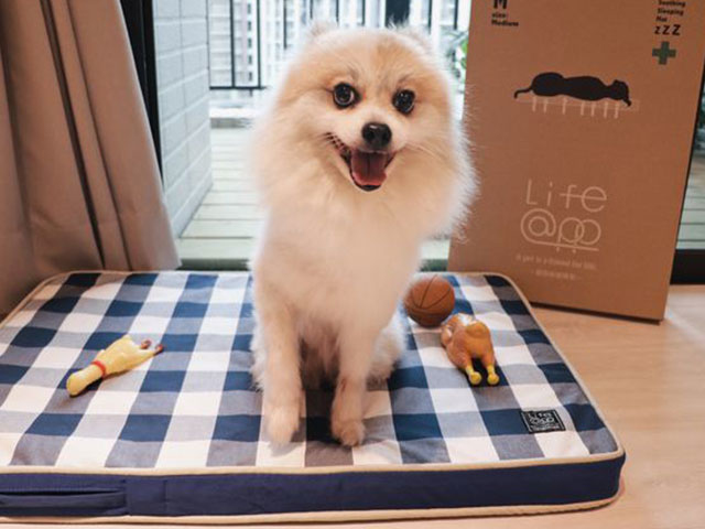 [寵物用品] 生活提案 X Lifeapp寵物緩壓睡墊 ∥毛孩床墊推薦4D彈力釋壓超透氣