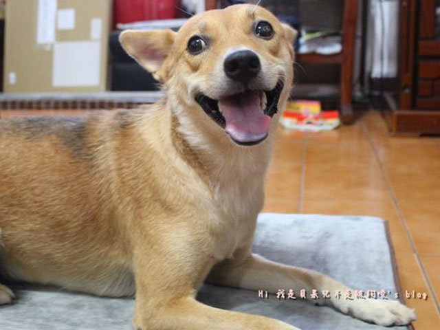 【寵物床墊購買指南】Lifeapp給毛小孩透氣舒適的睡眠空間，三大原則教你挑選床墊