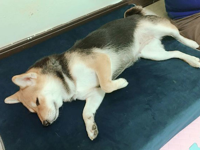 寵物床墊推薦 Lifeapp 狗狗寵物床墊 舒弧墊（Lazy Pet Mat）