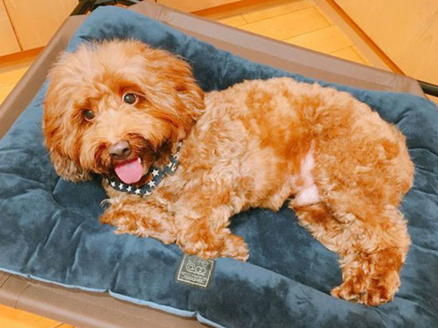 Try_Lifeapp | Crate Pet Mat狗窩寵物墊 | 毛孩是家人 | 值得更好的對待 | 寵物床墊推薦