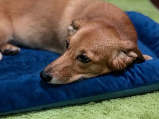 開箱｜寵物床推薦--Lifeapp 狗窩寵物墊