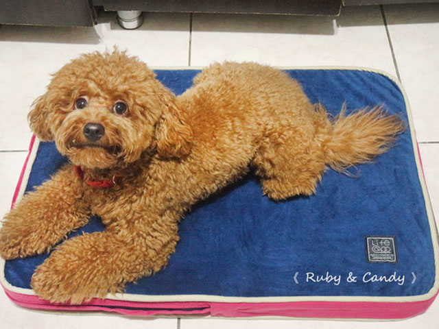 【Lifeapp寵物睡墊】CP值爆表_台灣導盲犬推薦使用_4D高涵氧纖維_保護寵物