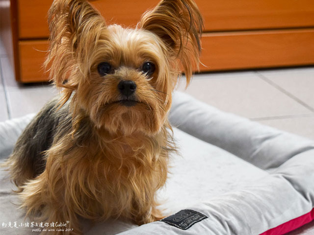 【毛孩日記】為毛孩換張床｜4D高涵氧纖維｜透氣抑菌｜環保無毒｜Lifeapp狗窩寵物墊