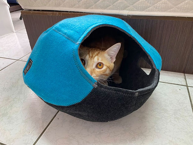 超好用 Lifeapp貓屋 貓碗 給貓主子們一個溫暖的專屬小窩吧!!