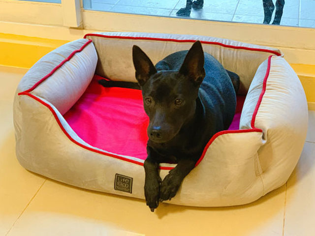 狗狗別焦慮！一個讓毛寶貝安心的窩 lifeapp 尊爵堡 寵物床墊