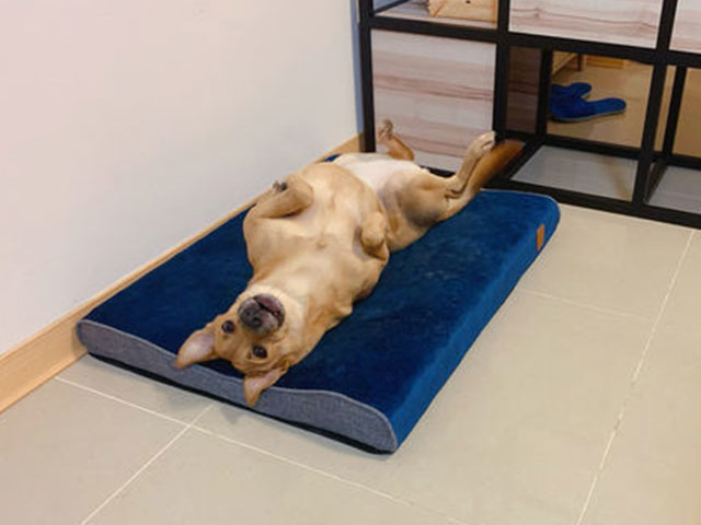 Lifeapp 舒弧墊 小黑不用DIY 超舒服 狗體工學床 寵物床 狗床 開箱