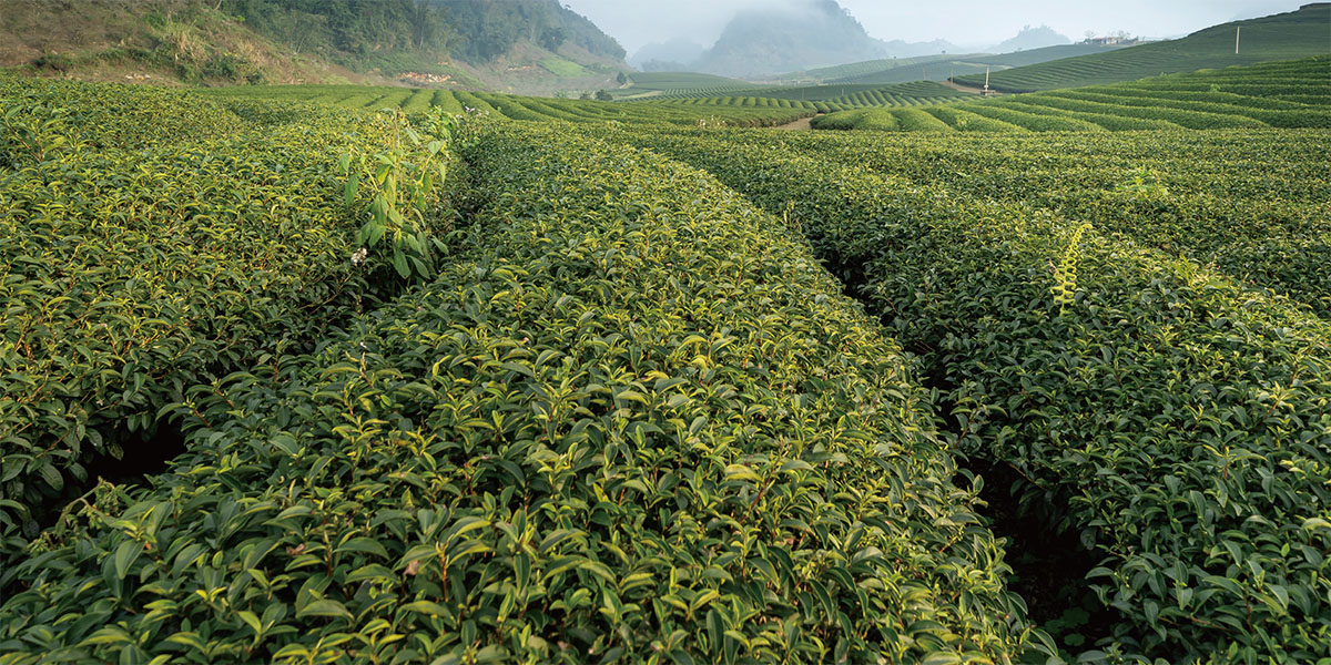 解構茶因子，解析喝茶的好處為什麼那麼多？