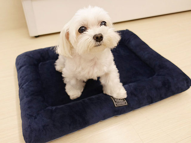 水晶安蹄 不務正業過生活