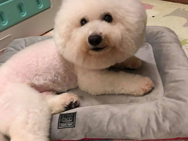 比熊-QQ Family生活雜記