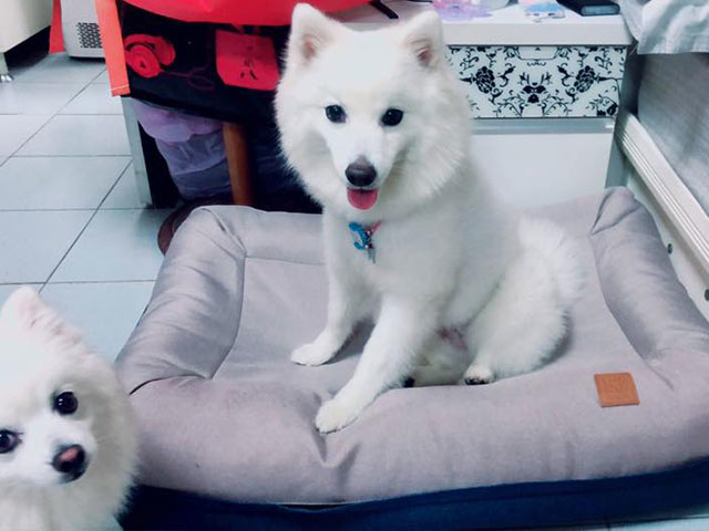 狐狸犬妹妹咪露