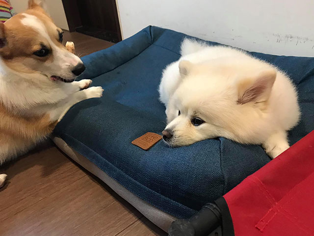 當熊熊遇上胖胖