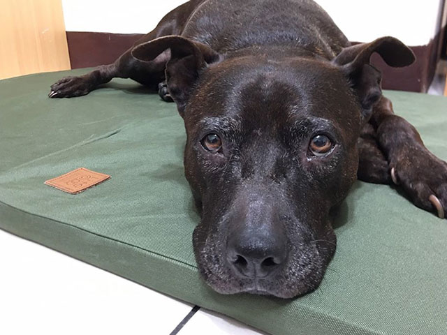 跟著有其甜 Follow Through The Force