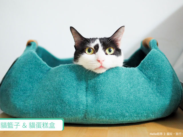 Hello 起乖 - 那些貓的生活日常