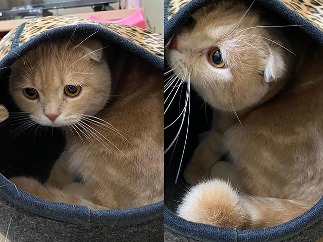 布南達與斗笠貓