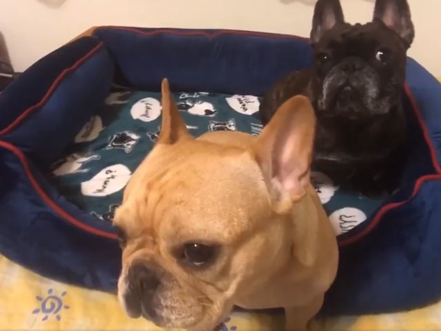 法國鬥牛犬《刈包配芋圓加粉粿》